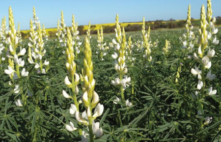 Sweet white lupin