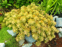 Sedum-adolphii-Golden-Sedum