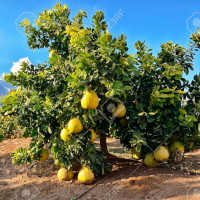 Pomelo fruit on the tree