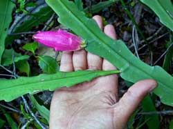 Epiphyllum_Phyllanthus