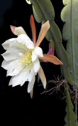 Epiphyllum_Thomasianum