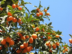 Kumquat