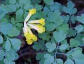 Yellow-corydalis