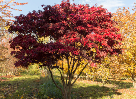 acer_palmatum