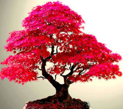 acer_palmatum_atropurpureum