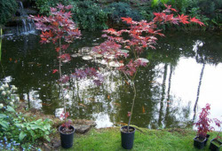 Acers_in_pot