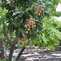 longan_tree